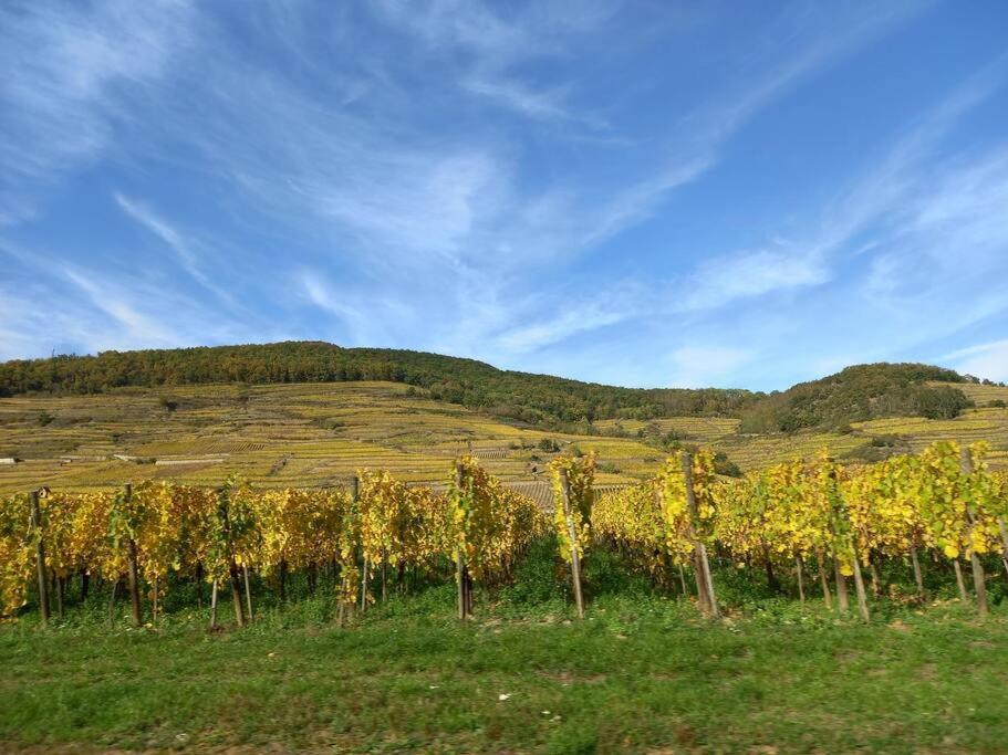 S'gleina Gleck, In The Heart Of A Wine City, 1 Piece Et 1 Salle De Bain *